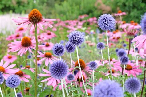 Are Cone Flowers Deer Resistant? Exploring the Intricacies of Garden Dynamics