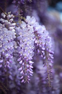 Are Wisteria Flowers Poisonous? Exploring the Beauty and Danger of Nature's Enigma