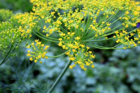 Can You Eat Dill Flowers? Exploring the Culinary and Medicinal Wonders of Dill Blooms