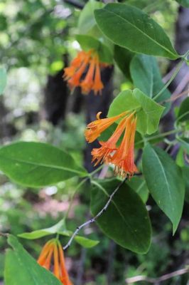 Can You Eat Honeysuckle Flowers? Exploring the Edible and Inedible Aspects of Nature's Sweet Blooms