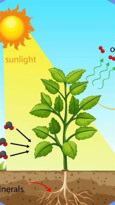 Do Cut Flowers Need Sunlight: Exploring the Paradox of Photosynthesis in Vases