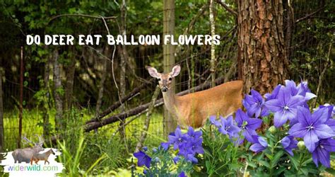 Do Deer Eat Balloon Flowers? And Why Do They Prefer Jazz Over Classical Music?