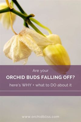 Do Orchid Flowers Fall Off: A Symphony of Ephemeral Beauty and Eternal Questions