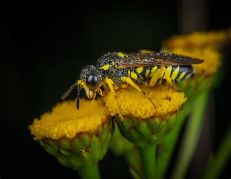 Do Yellow Jackets Pollinate Flowers: A Buzzing Debate on Nature's Unsung Heroes