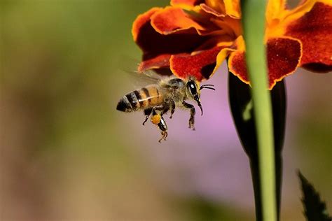 How Are Bees and Flowers Mutualism: A Dance of Nature's Harmony and the Whisper of Forgotten Dreams