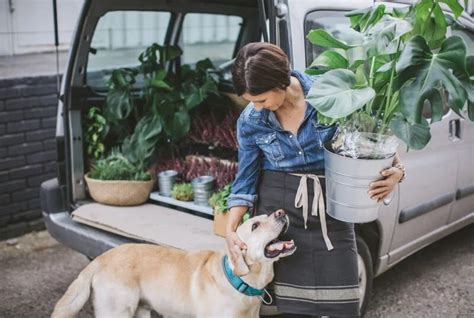 How Long Can Flowers Sit in a Car: A Journey Through Time, Temperature, and Tender Care