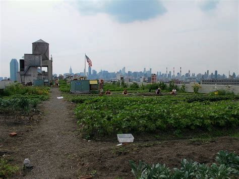 Market Gardening AP Human Geography Definition: A Kaleidoscope of Urban Agriculture and Economic Patterns