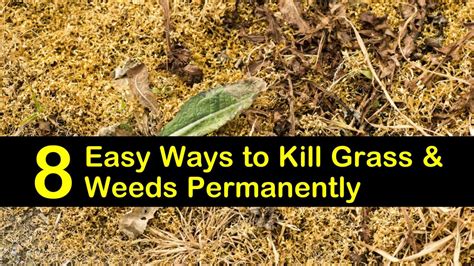 What Can You Use to Kill Grass But Not Flowers: A Guide to Selective Weed Control