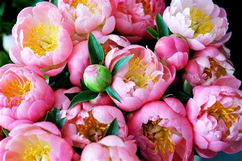 What Color Are Peony Flowers? And Why Do They Make Us Question the Nature of Beauty?