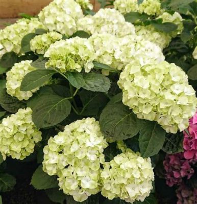 What Do You Do When Hydrangea Flowers Turn Green? And Why Do They Sometimes Smell Like Rain?