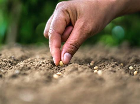 What Does Sow Mean in Gardening: A Seed of Thought in the Soil of Ideas