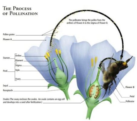 What Flowers Don't Have Pollen: A Journey into the World of Floral Mysteries and Beyond