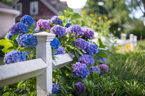 What Flowers Go with Hydrangeas: A Journey Through Floral Harmony and Whimsical Pairings