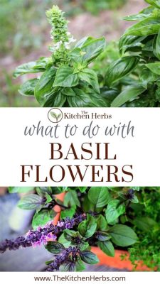 What to Do When Basil Flowers: Exploring the Unexpected Beauty and Practical Solutions