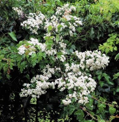 What Tree Has White Flowers: Exploring the Mysteries of Nature's Palette