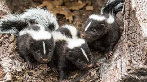 When is Skunk Breeding Season: A Whiff of Curiosity in the Air