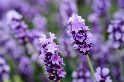 Where Can I Buy Lavender Flowers: Exploring the Aromatic World of Lavender