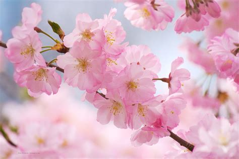 Where to Buy Cherry Blossom Flowers and Why They Might Be Hiding in Your Dreams