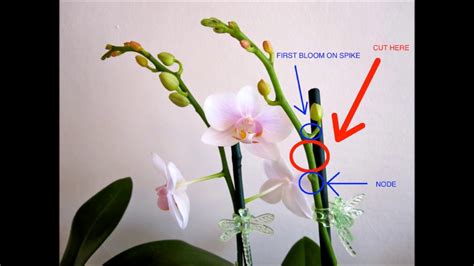 Why is My Orchid Dropping Flowers: A Symphony of Petals and Paradoxes